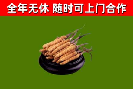 长宁烟酒回收冬虫夏草.jpg